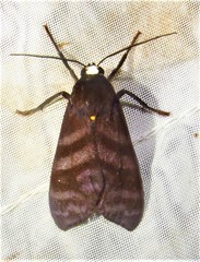 Pachydota
