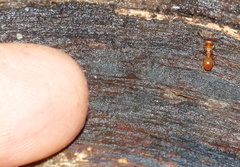Tetramorium capense