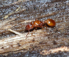 Tetramorium capense