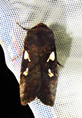 Calymniodes