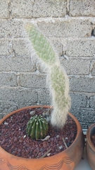 Opuntia senilis