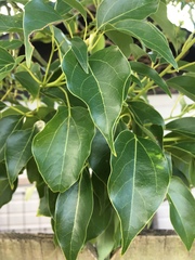 Magnoliopsida