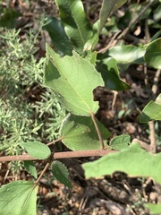 Triumfetta rhomboidea rhomboidea