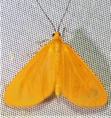 Eubaphe