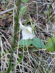 Pseudotrillium rivale