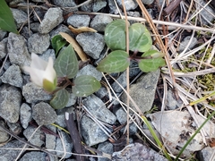 Pseudotrillium rivale