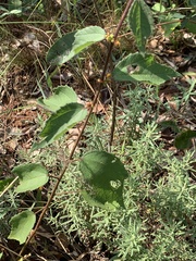 Triumfetta rhomboidea rhomboidea