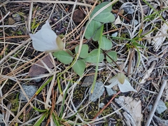 Pseudotrillium rivale