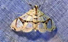 Conchylodes graphialis
