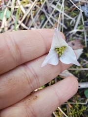 Pseudotrillium rivale