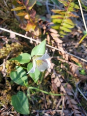 Pseudotrillium rivale