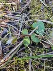 Pseudotrillium rivale