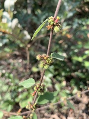 Triumfetta rhomboidea rhomboidea