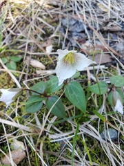 Pseudotrillium rivale