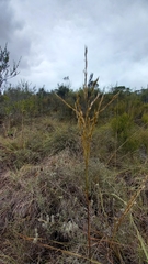 Triraphis andropogonoides