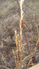 Triraphis andropogonoides