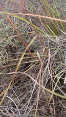 Triraphis andropogonoides