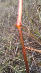 Triraphis andropogonoides