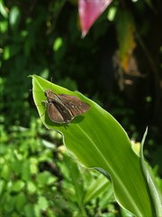 Pelopidas mathias mathias