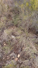 Triraphis andropogonoides