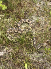 Pituophis melanoleucus melanoleucus