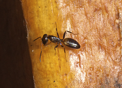 Opisthopsis respiciens