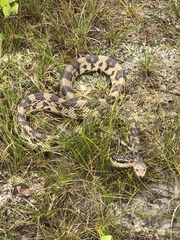Pituophis melanoleucus melanoleucus