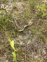 Pituophis melanoleucus melanoleucus