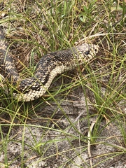 Pituophis melanoleucus melanoleucus