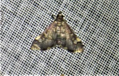 Deuterophysa