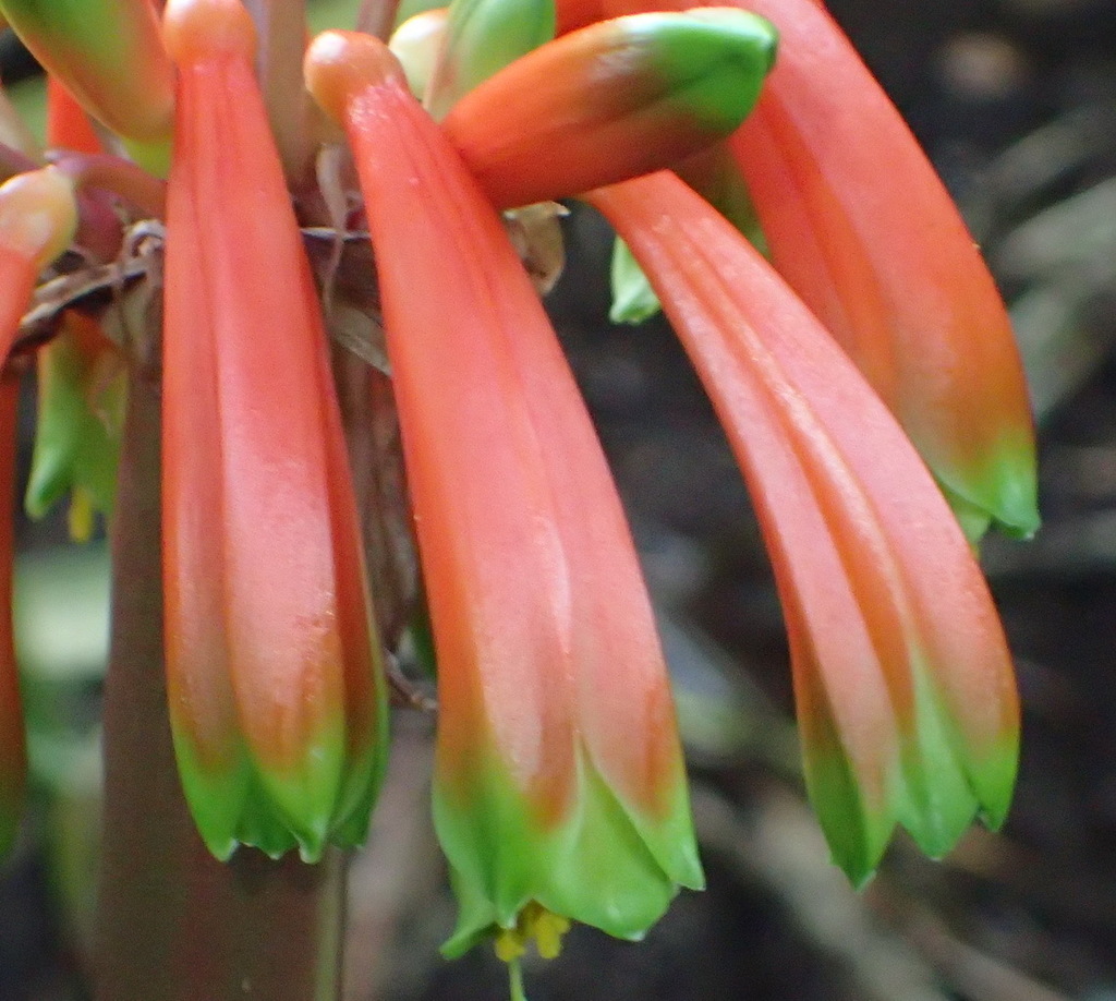 Forest Bushlily in March 2021 by Nicola van Berkel · iNaturalist