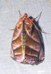 Hemicephalis paulina