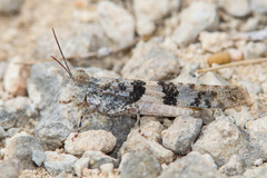 Trimerotropis saxatilis