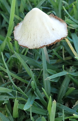 milky conecap (Conocybe apala)