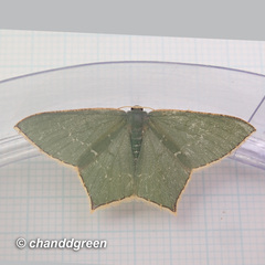 Maxates quadripunctata