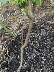 Rhus copallinum