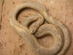 Macroprotodon brevis