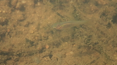 Aphyocypris normalis