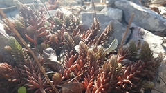 Petrosedum ochroleucum