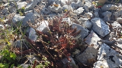 Petrosedum ochroleucum