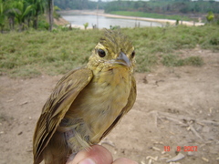 Anabacerthia ruficaudata