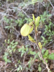 Asimina reticulata