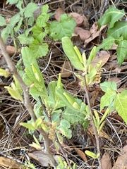 Asimina reticulata