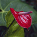 Anthuriums - Photo (c) Hafiz Issadeen, some rights reserved (CC BY-ND)