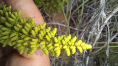 Cheilanthes induta