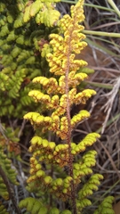 Cheilanthes induta