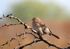 Rhopospina carbonaria