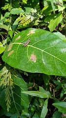 Phlaeoba fumosa