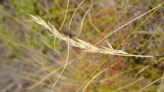 Tenaxia stricta