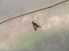 Rhagio atlanticus